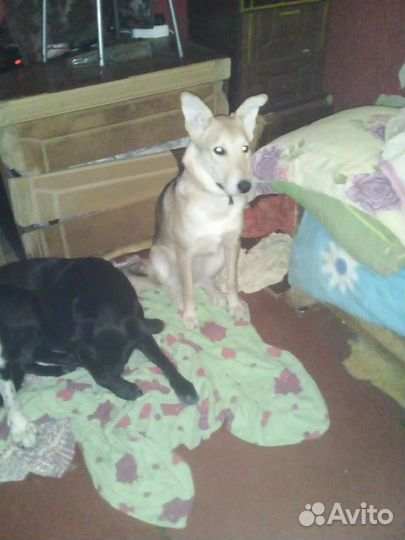 Девочка Фея