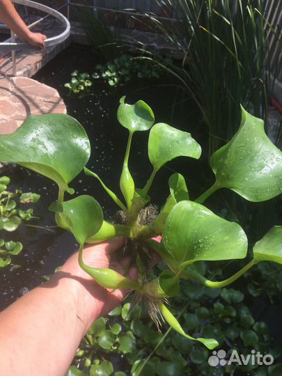 Пистия и водный гиацинт для пруда и аквариума