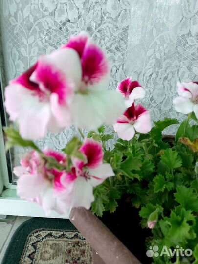 Герань королевская