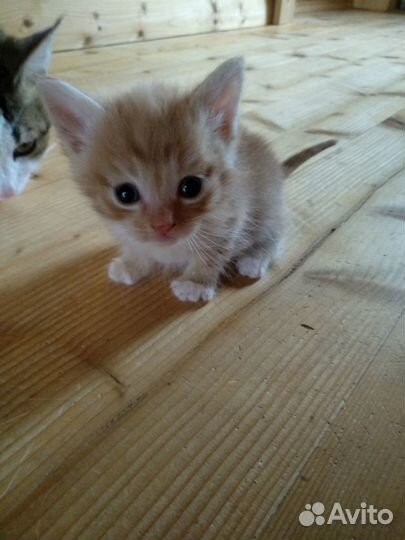 Котята тигрята, помесь Египетской