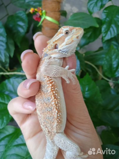 Бородатая агама