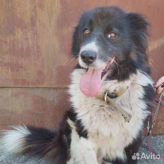 Радик в поиске истенного дома