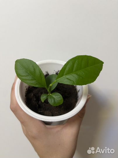 Лимон из косточки