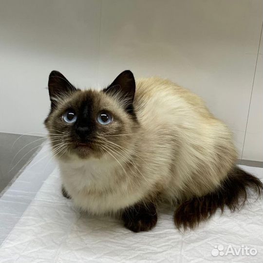 Кошечка Роза ищет дом