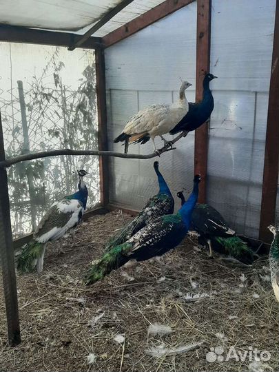 Павлины, фазаны