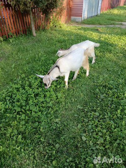 Козы козлы козлята