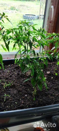 Перец очень острый