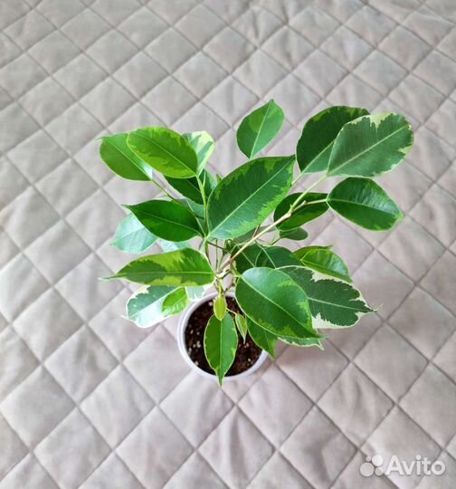 Фикус Бенджамина Бафт плетный