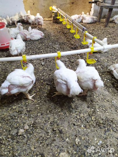 Куры бройлеры