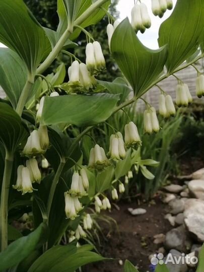 Купена лекарственная