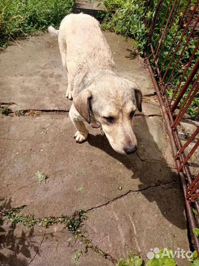 Барон ищет дом