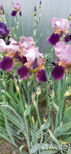 Садовые цветы