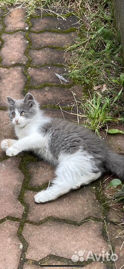 Милые котятки ищют дом.(им 2-3мес.)