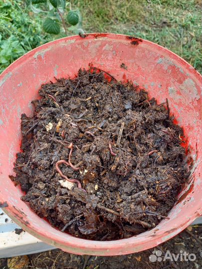 Червь старатель