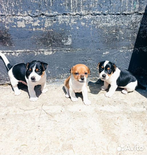 Щенки джек рассел терьер