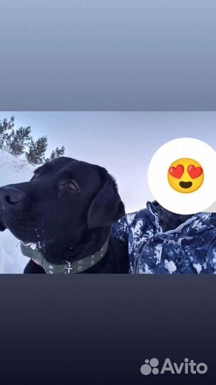 Кобель лабрадора вязка