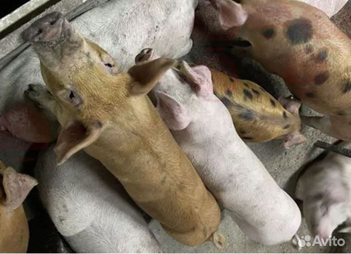 Мясо деревенское,свинина. Убой,доставка завтра