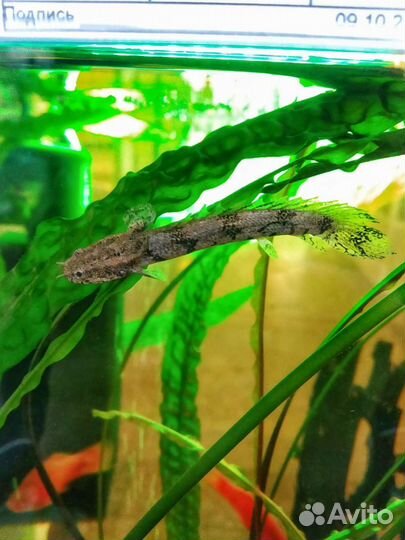 Полиптерусы