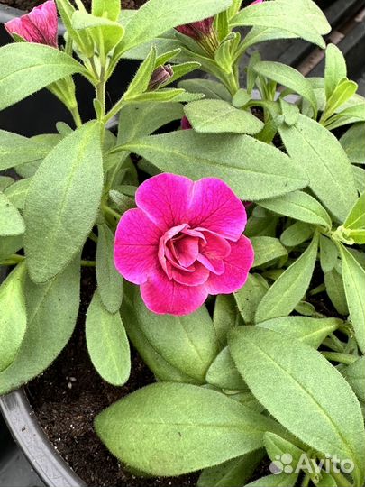 Рассада петунии