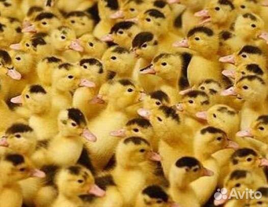 Муларды оптом и в розницу