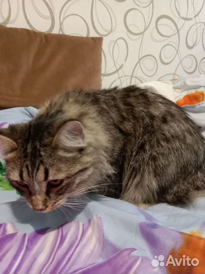 Кошка