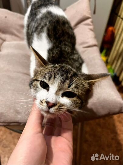 Кошечка в добрые руки