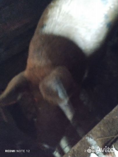 Свиноматка