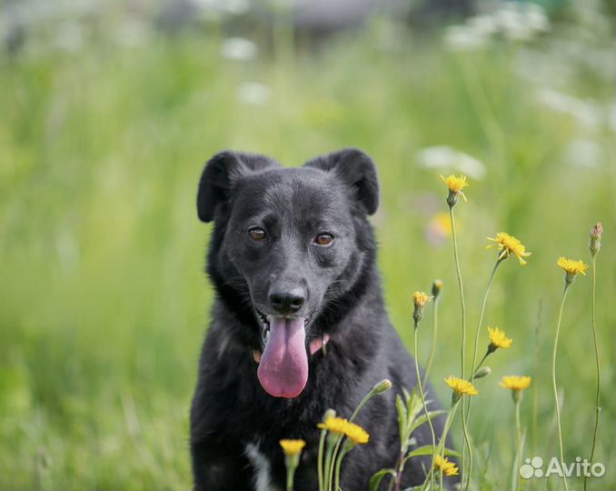 Скромная и умная Зара в добрые руки