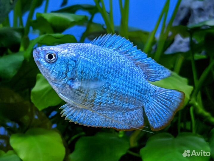 Лялиус полосатый, красный и кобальт