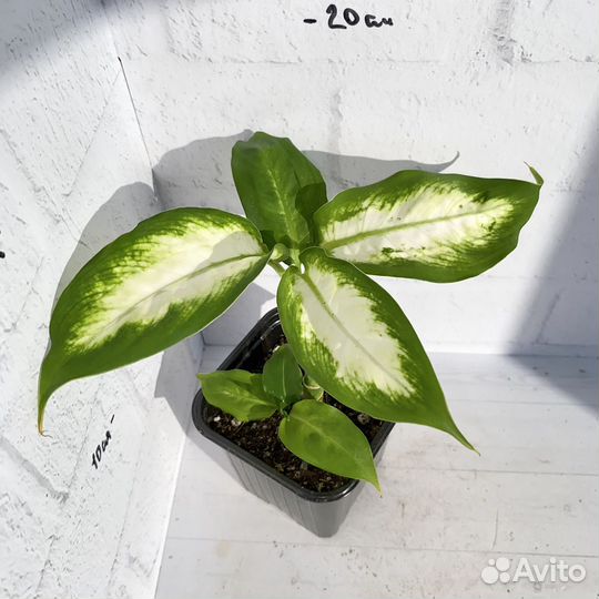 Диффенбахия камилла