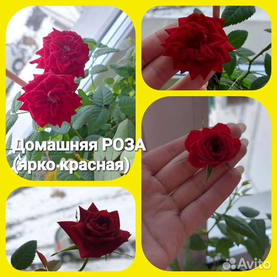 Комнатные цветы (цветущие)
