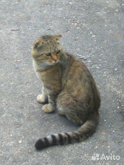 Кот в добрые руки