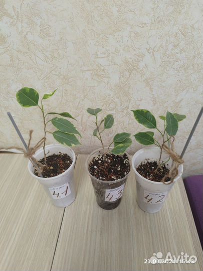 Фикус Бенджамина 