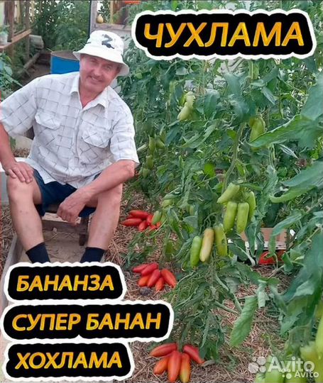 0чень вкусные томаты от Семериковых