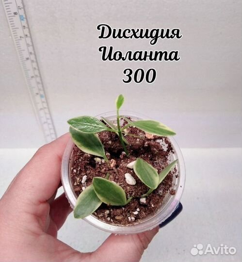 Хойя 17 Часть 26.09.24