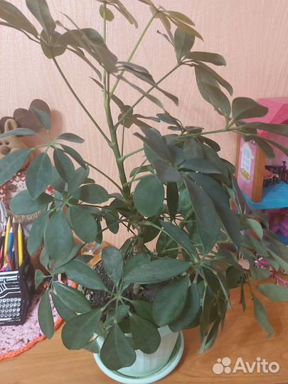 Комнатные растения