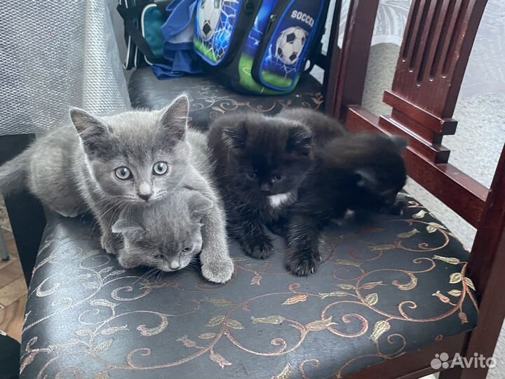 Кошки в добрые руки