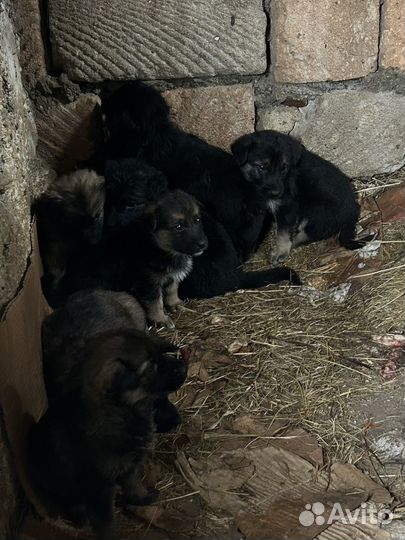 Отдам щенки в добрые руки