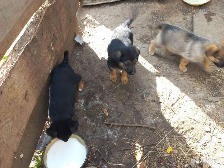 Собака в добрые руки немецкая овчарка щенок