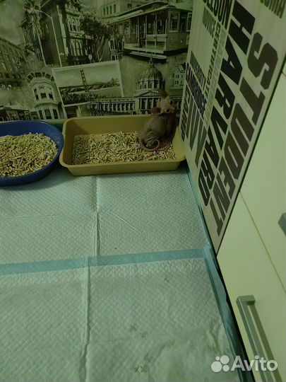 Канадский сфинкс