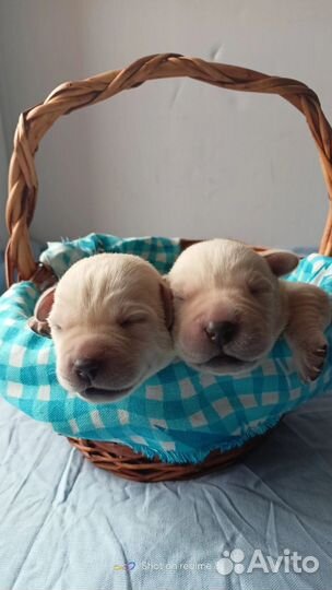 Щенки Лабрадор