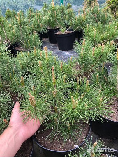 Сосна горная муго Мугус 'mugo Mughus'