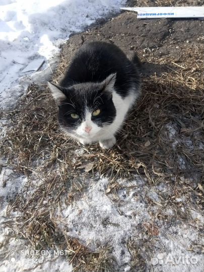 Кошка в дар бесплатно