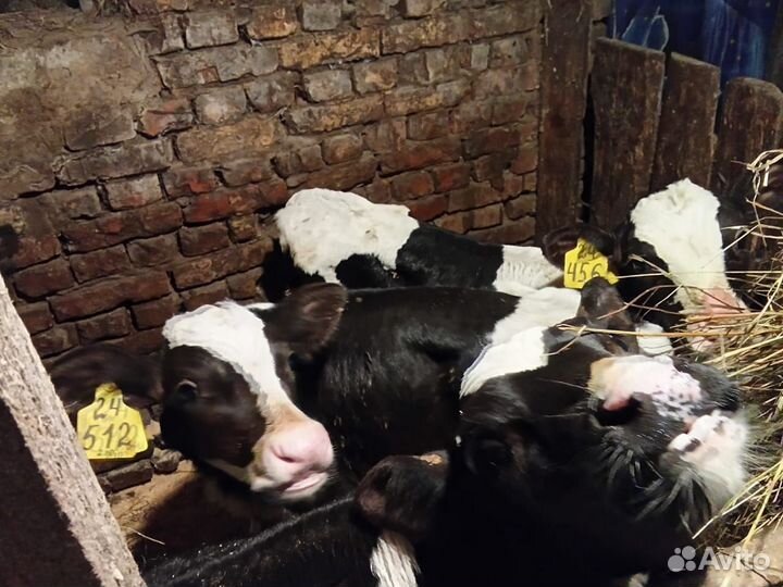 Телята бычки