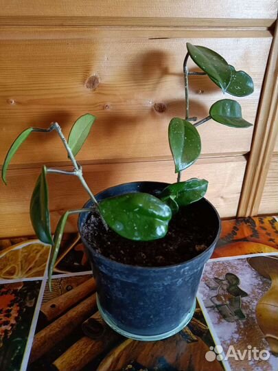 Хойя Карноза