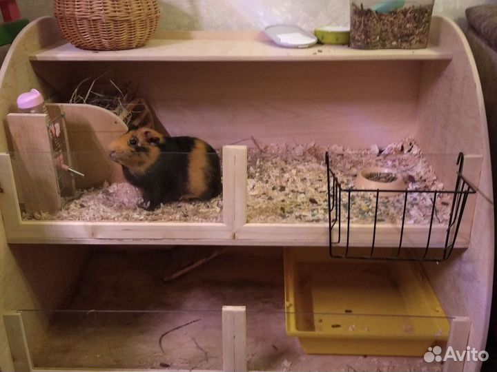 Морская свинка вязка