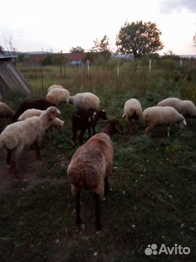 Курдючные бараны овцы