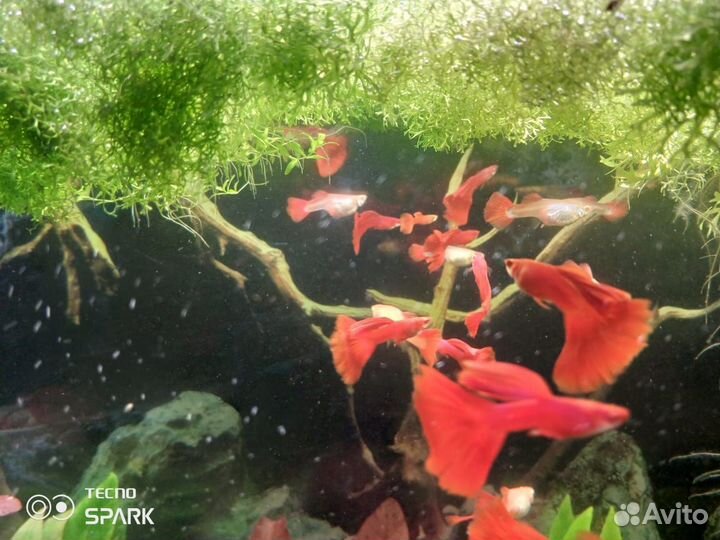 Аквариумные рыбки