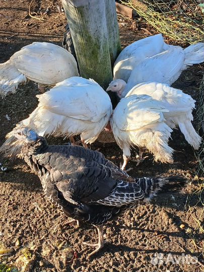 Индюки на мясо