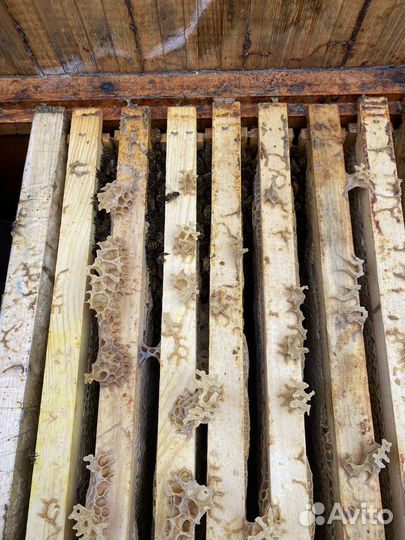 Пчела бакфаст пчелопакеты